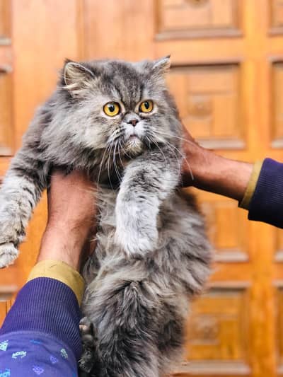 triple coated female cat