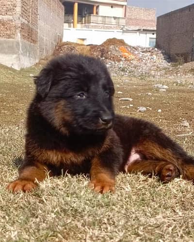 German shepherd | male Puppy | Dog for sale | Long coat