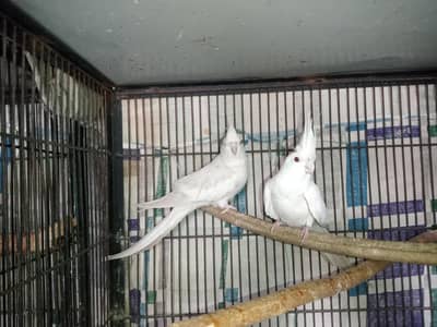 Fellow X Ino - Whiteface Charcoal Breeder Pairs