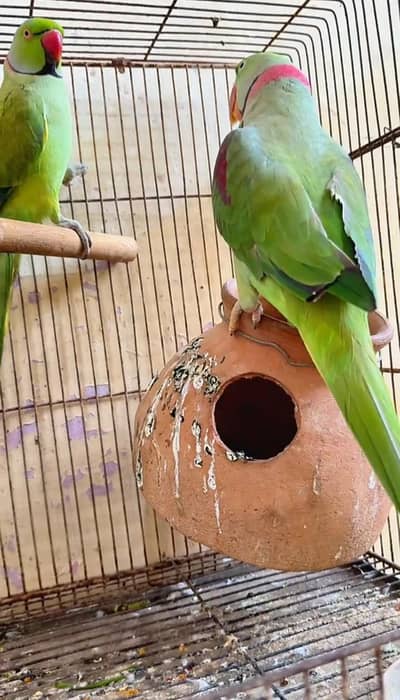 Kashmiri raw parrot for sale