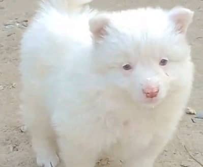 Russian puppies dog helthy and active for sale