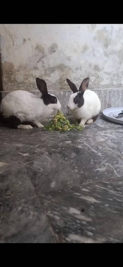 Rabbit pair female is near to become monther