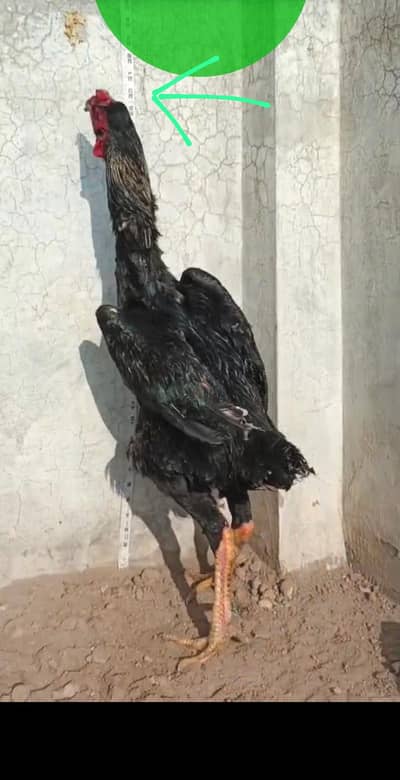 garman shamo long hight hit full hit pr hy