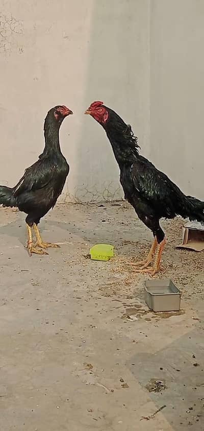 jet black male female. long hight