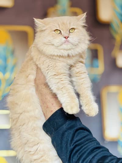 persian males and females