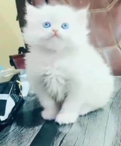 Persian female kitten for sale My WhatsApp number 03 20 24 100 47