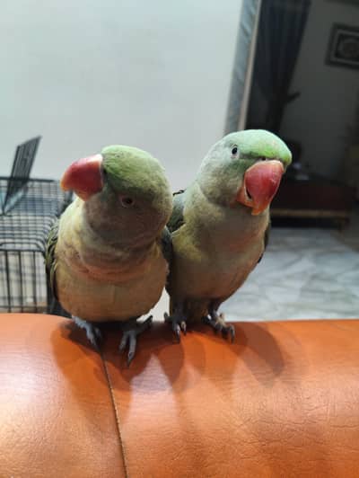 Raw Parrot Pair Tamed