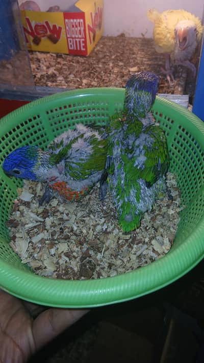 loreis chicks parrots chicks