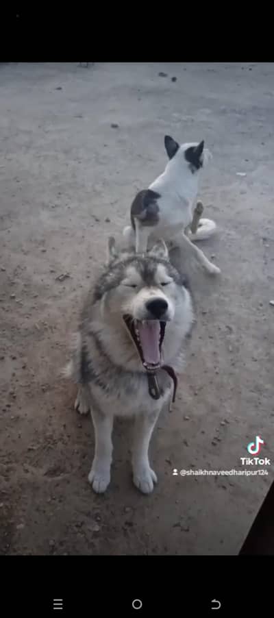 siberian husky male 11 month