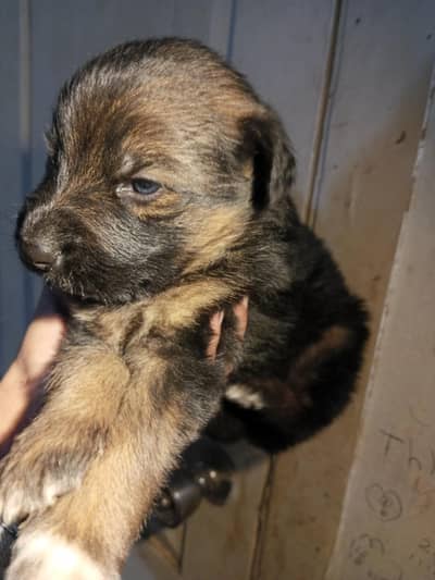 German Shepherd triple coat female new born baby