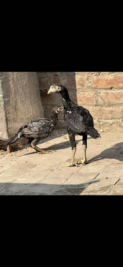 Shamo dragon thai Pakistani Aseel bantam polish silky heavy buff molte