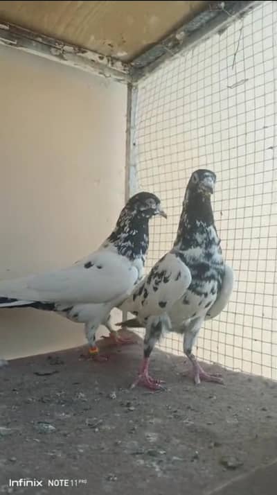 kasni khal pati waly rampuri faqeer gul