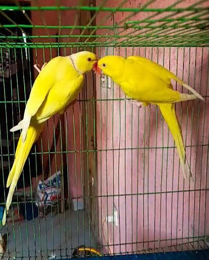 yellow pair 0