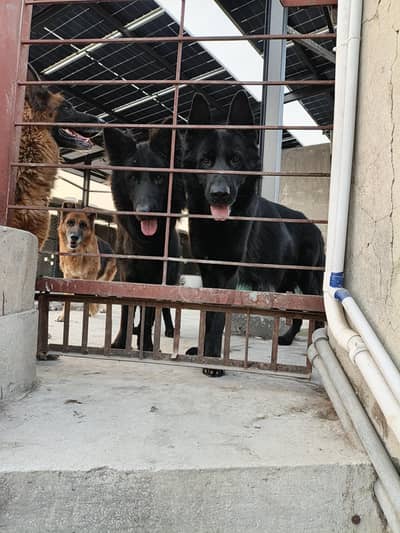 Two black males available