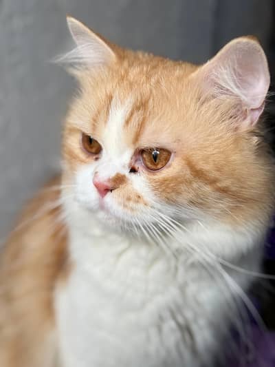 Persian punchface male cat