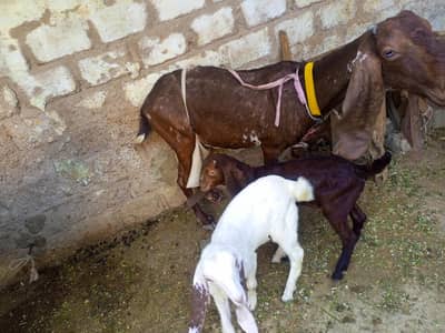 Khubsurat Bakri for sell  with 2 Kids