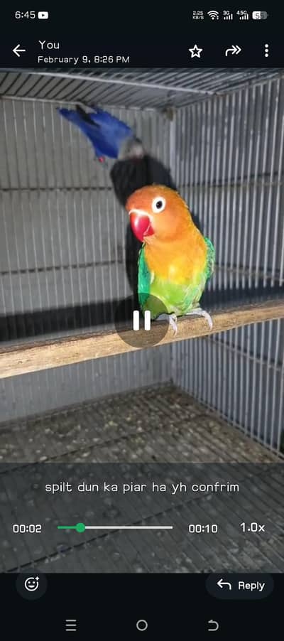 spilt dun ka piar ha yh confrim