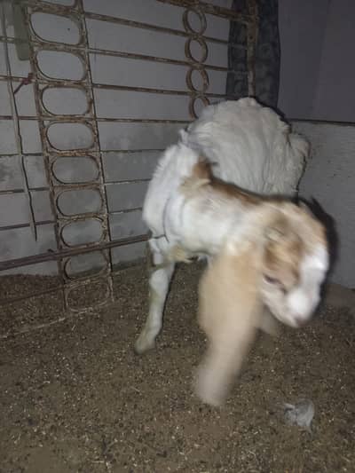 Sindhi nasal bakry ka jora ha axha bana wala bcha ha