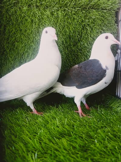 Qasid breder pair For Sale