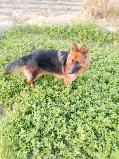 long coated German shepherd female