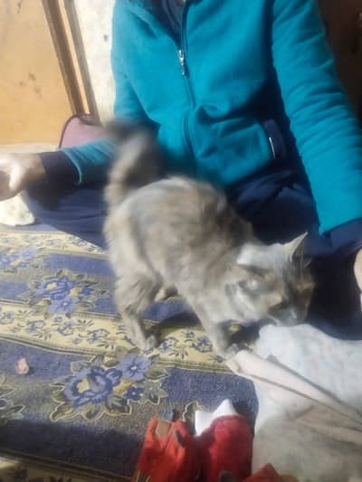 urgent sale karne hy waths app no 03228012880