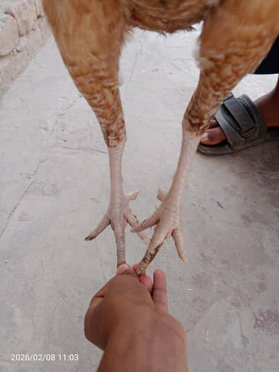 Red female aseel sindhi