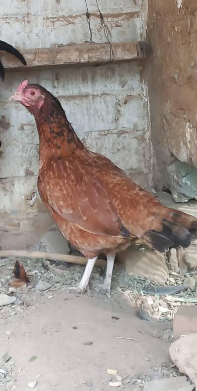 Egg Laying Hen For sale