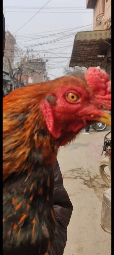 aseel murga pair for sale hai