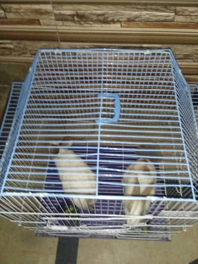 Rabbit for sale