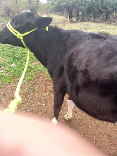 Friesian jersey cow