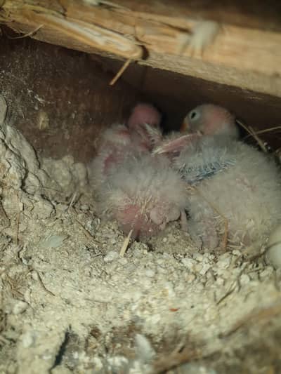 love birds breeder pairs