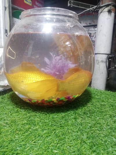 gold fish fir sale