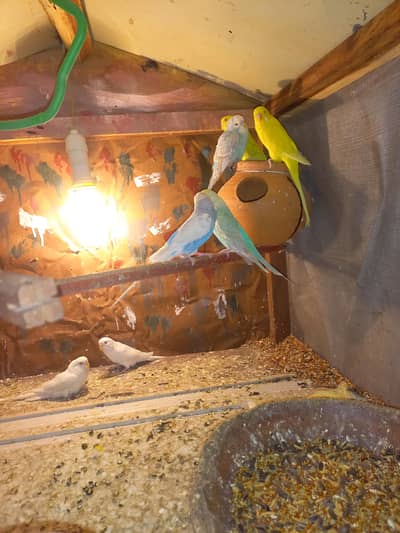 Australian parrot & Love bird's with cage for sale