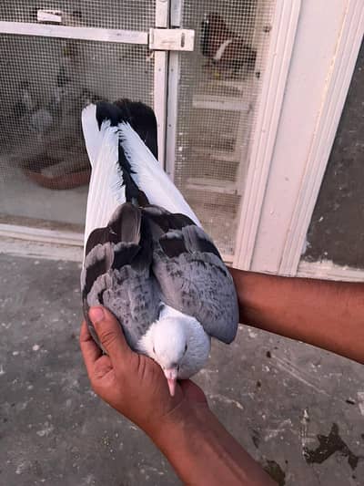 pigeon
