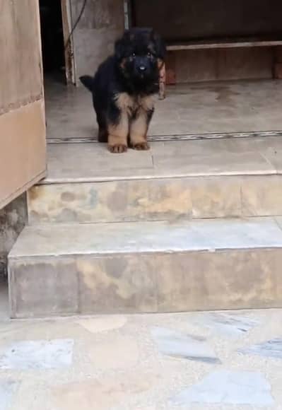 German shepherd puppy male for sale 0309=0097784