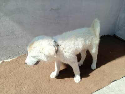 maremma sheepdog puppy
