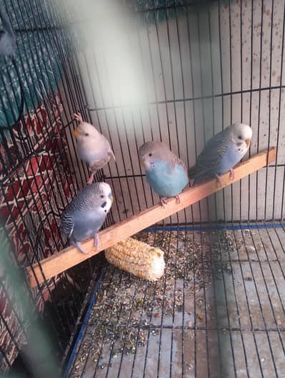 Budgies , Love Birds & Dove for sale