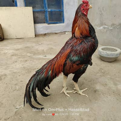 high quality  murga for sale