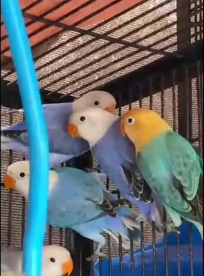 Love birds