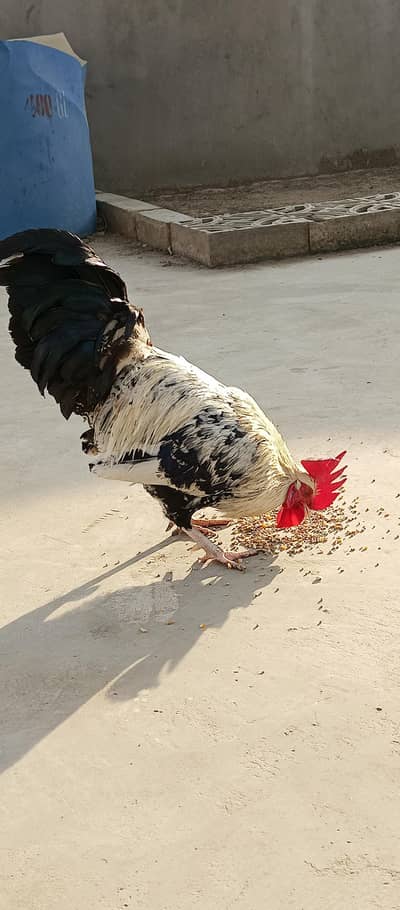 Desi Murga and Murgiya For Sale , ( 5 Pieces )