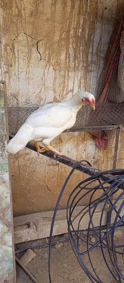 aseel heera grante ka sat