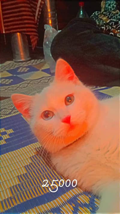 Pushion cat white collour blue eyes