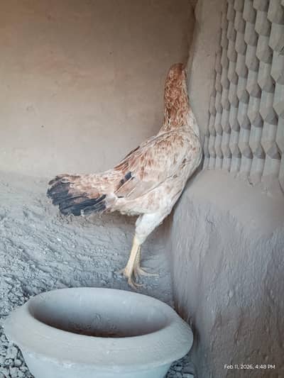 full active murgii    egg layer ha.