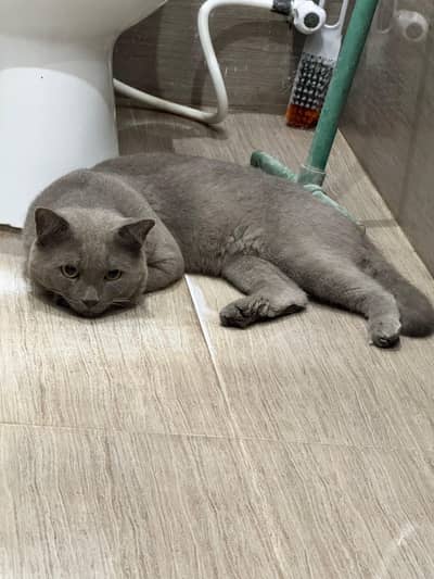 British short hairs male