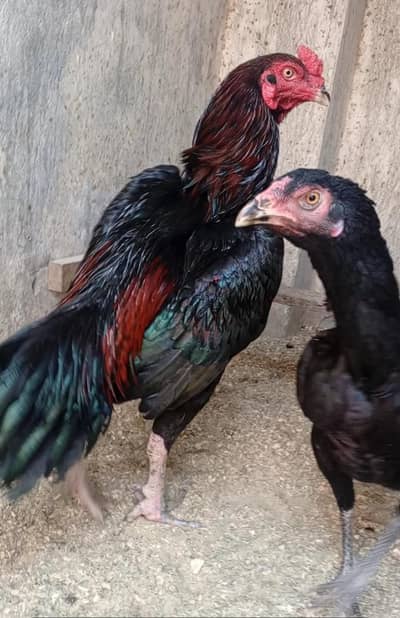 Shamo Chicks / Thaiee Pathay