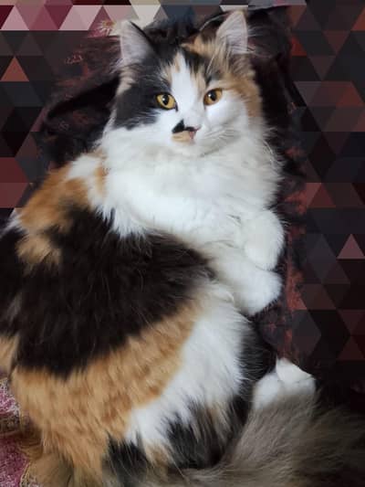 Persian Triple Coat Female Cat