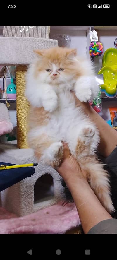 male kitten age 2.5 month litr