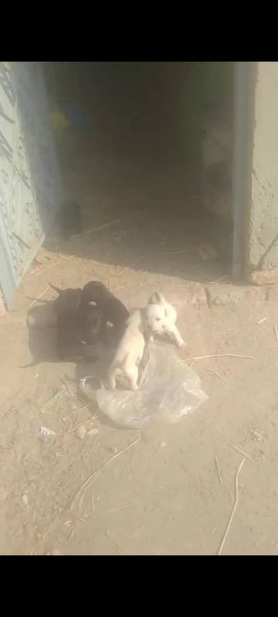 Labrador puppies for sale