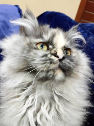 Persian kittens and cats