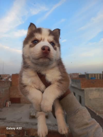 Top Quality Siberian husky Female puppies|Dog|Puppy